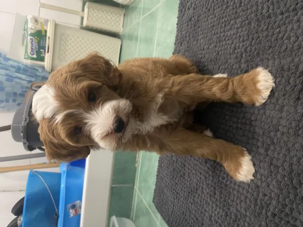 Cucciolo femmina | Foto 0