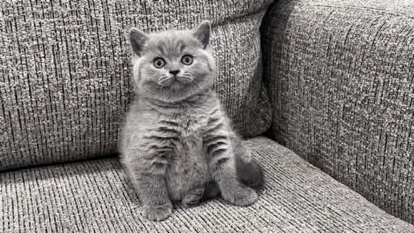 Gatti British shorthair