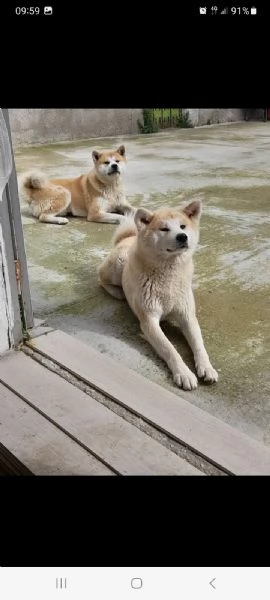 Cuccioli di akita inu 