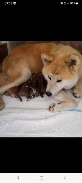 Cuccioli di akita inu  | Foto 0