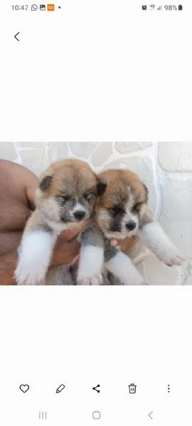 Cuccioli di akita inu 