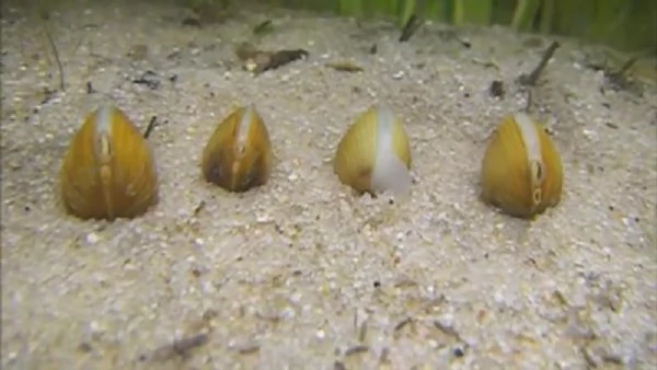 Axolotl suchen liebevolles