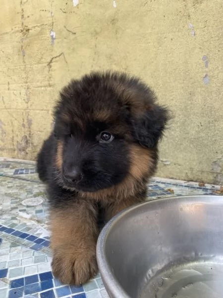 Cuccioli di pastore tedesco 