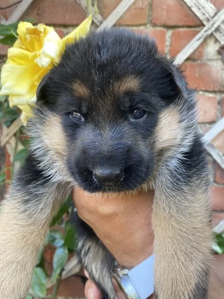 Cuccioli di pastore tedesco  | Foto 0