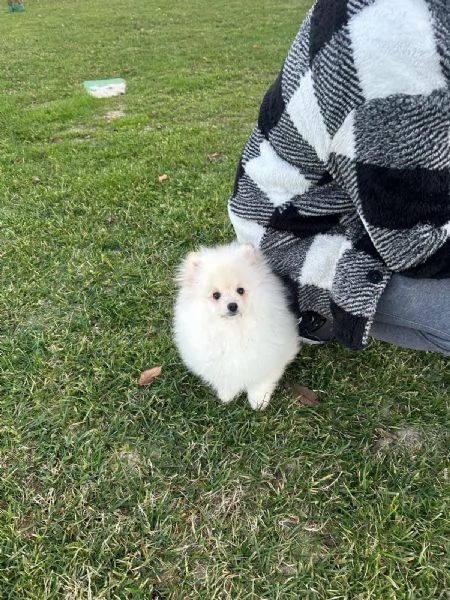 Cerco ragazza  | Foto 3