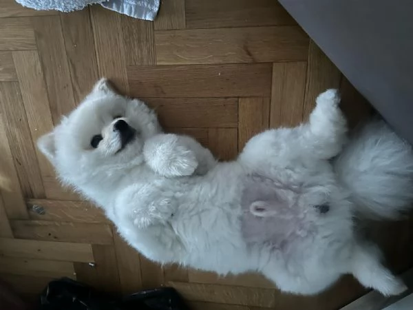 Cerco ragazza  | Foto 2