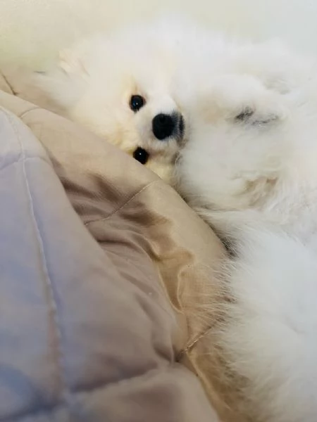 Cerco ragazza  | Foto 1