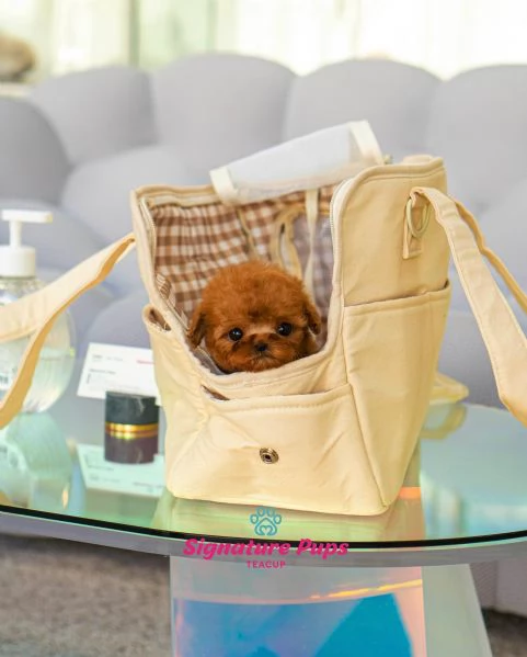 Bellissima cucciola di barboncino nano