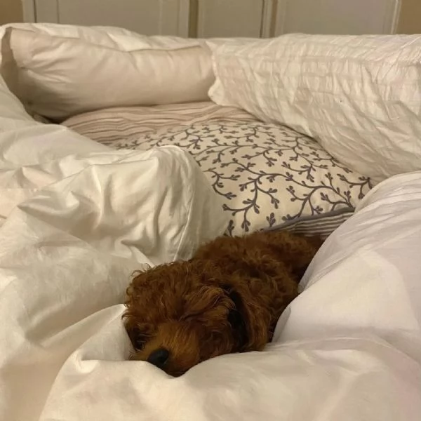 I Barboncini Toy | Foto 0