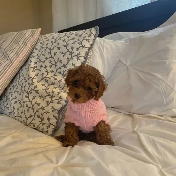 Barboncino nano | Foto 0