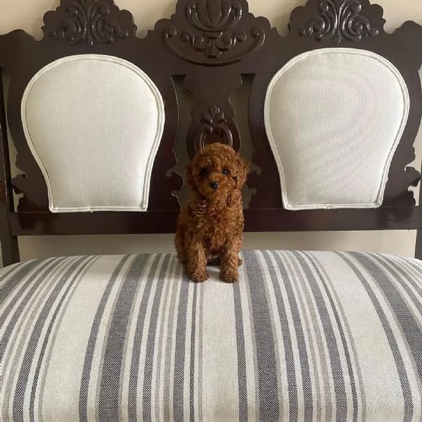 Maschietto barboncino toy red | Foto 0