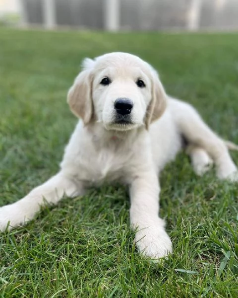 Cuccioli di Golden retriever 3 mesi | Foto 0