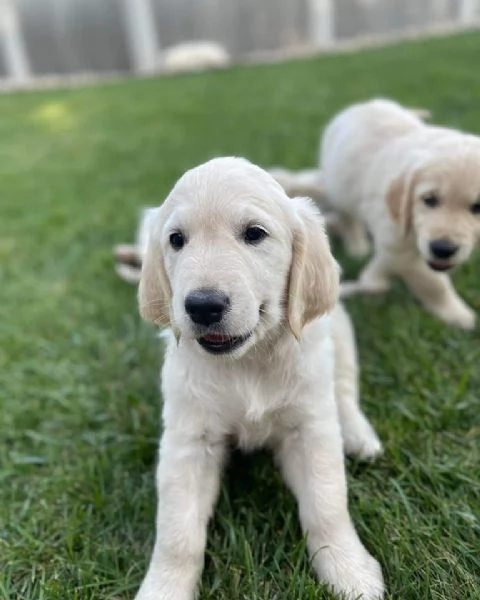 Cuccioli di Golden retriever 3 mesi