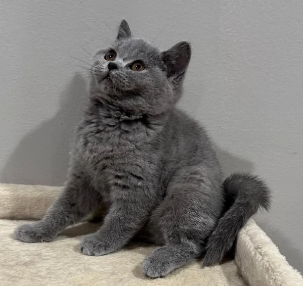 British shorthair maschio e femmina