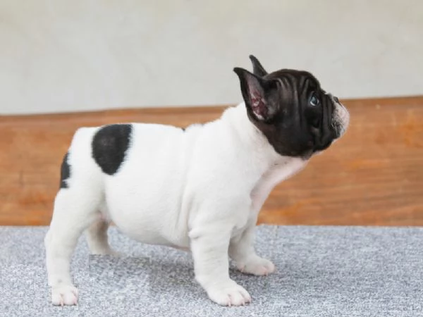 Cuccioli di bulldog francese disponibili | Foto 0