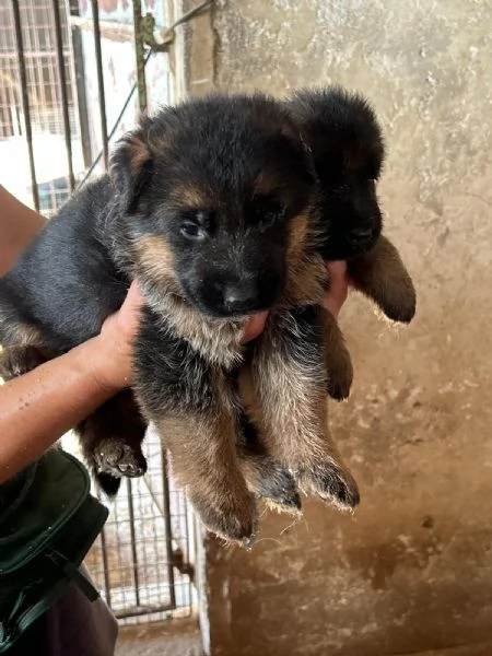 Cucciola di pastore tedesco 