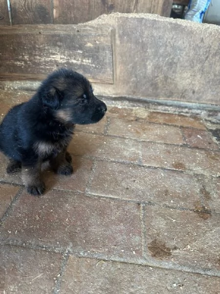 Cucciola di pastore tedesco  | Foto 3