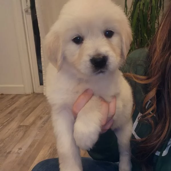 Cucciole di Golden retriever di circa 3 mesi
