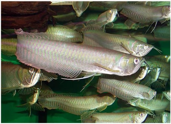 Pesce Arowana in vendita