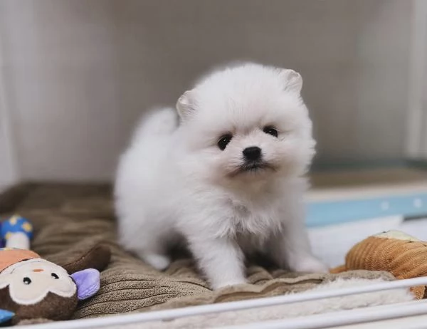 Cuccioli di Volpino Pomerania | Foto 2