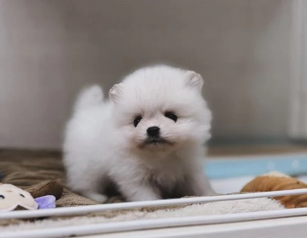Cuccioli di Volpino Pomerania | Foto 1