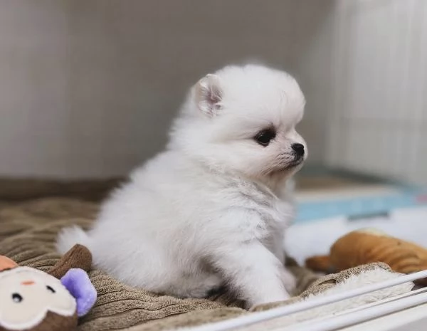 Cuccioli di Volpino Pomerania | Foto 0