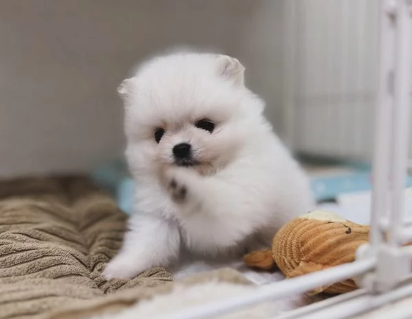 Cuccioli di Volpino Pomerania