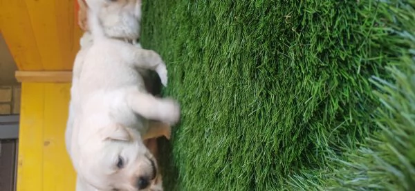 Labrador retriever  | Foto 3