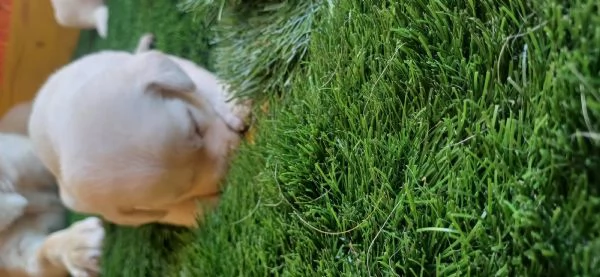 Labrador retriever  | Foto 2