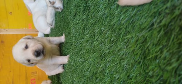 Labrador retriever  | Foto 1