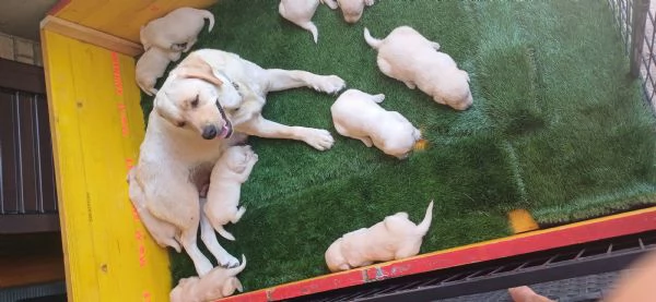 Labrador retriever  | Foto 0