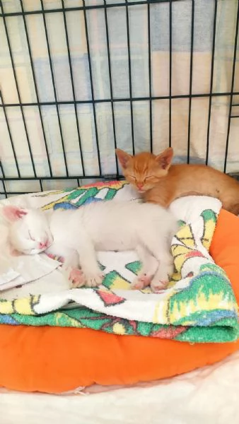 Due meraviglie aspettano una mamma speciale | Foto 4