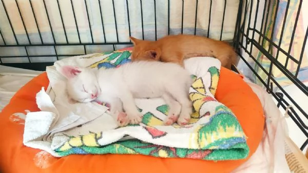 Due meraviglie aspettano una mamma speciale | Foto 0