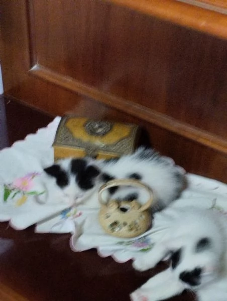 Regalo gattini | Foto 6