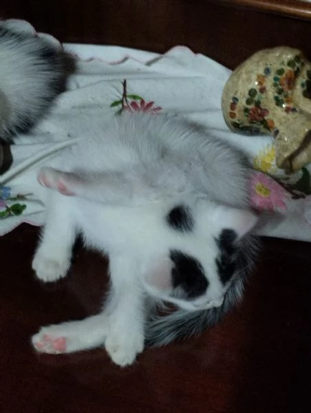Regalo gattini | Foto 5