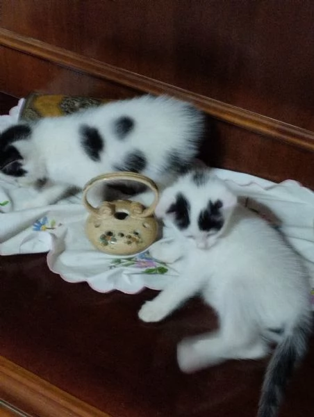 Regalo gattini | Foto 3