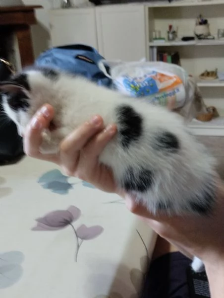 Regalo gattini | Foto 2