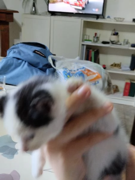 Regalo gattini | Foto 1
