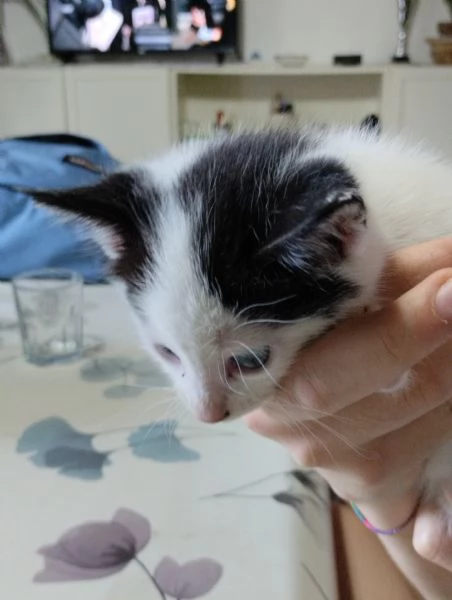 Regalo gattini | Foto 0