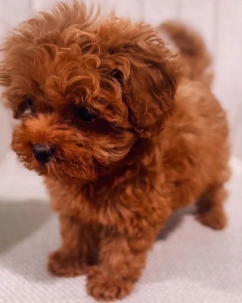 CUCCIOLI DI CANE BARBONCINO TOY | Foto 0