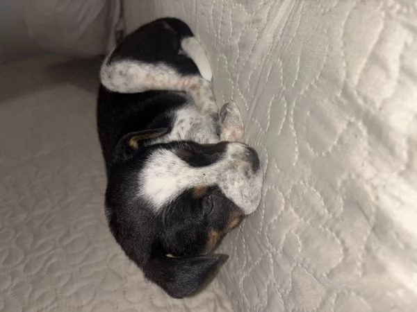 Dono cuccioli  | Foto 1