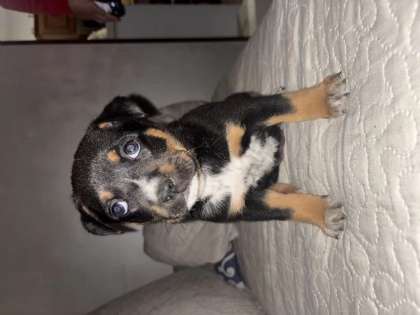 Dono cuccioli  | Foto 0