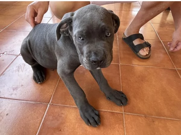 Cuccioli Cane Corso | Foto 6
