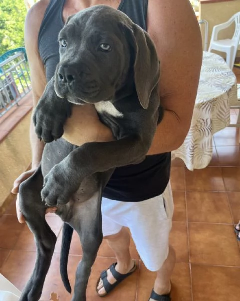 Cuccioli Cane Corso | Foto 5