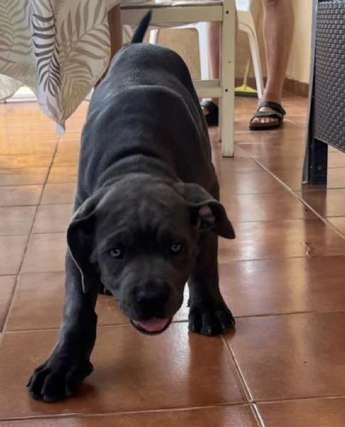 Cuccioli Cane Corso | Foto 3