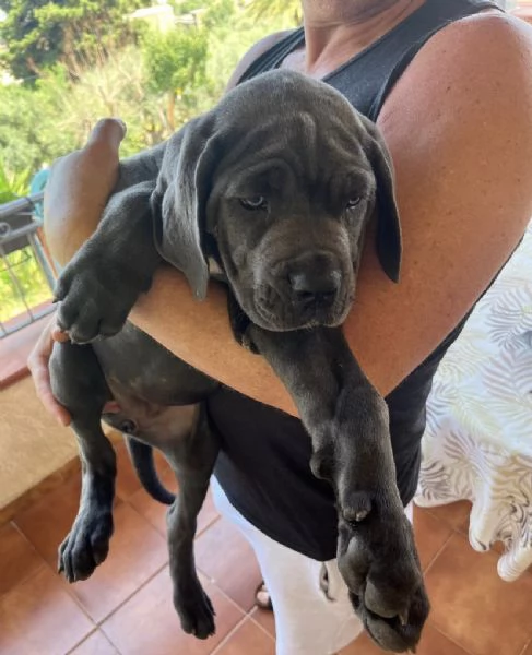 Cuccioli Cane Corso | Foto 2