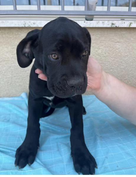 Cuccioli Cane Corso | Foto 0