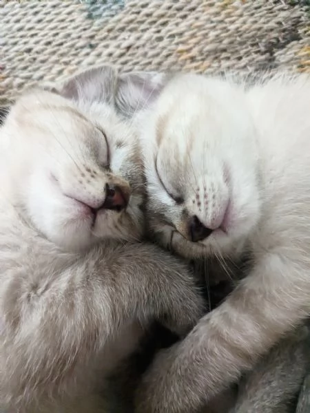 Gattini siamesi Lynx Point 