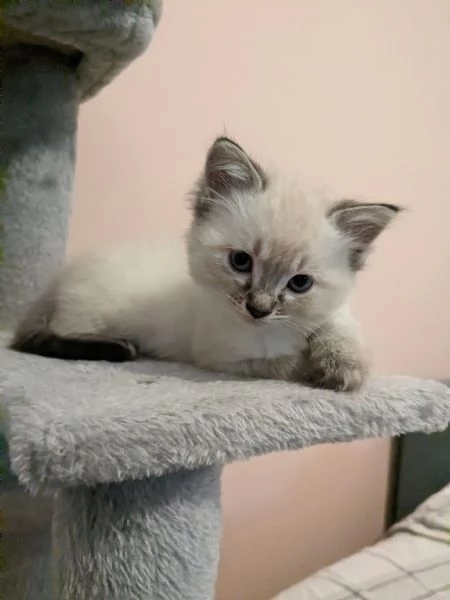 Gattini siamesi Lynx Point  | Foto 4