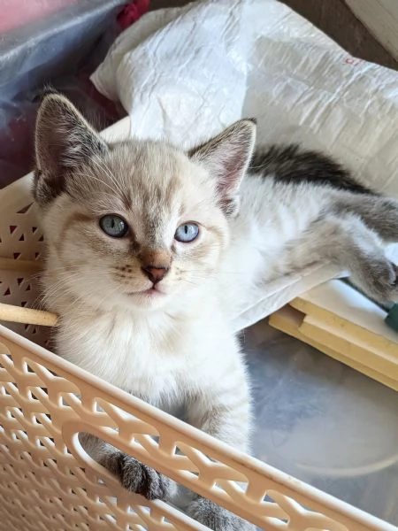 Gattini siamesi Lynx Point  | Foto 2